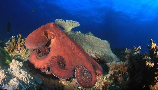 I polpi giganti del Cretaceo: i temibili predatori che minacciavano anche i vertebrati