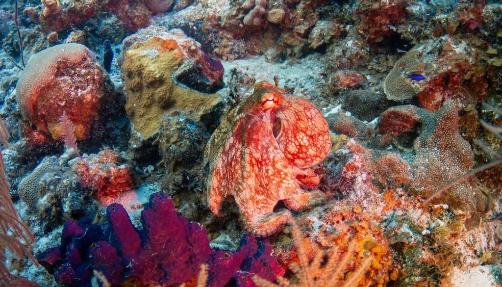 Un polpo perfettamente mimetizzato in attesa di una preda