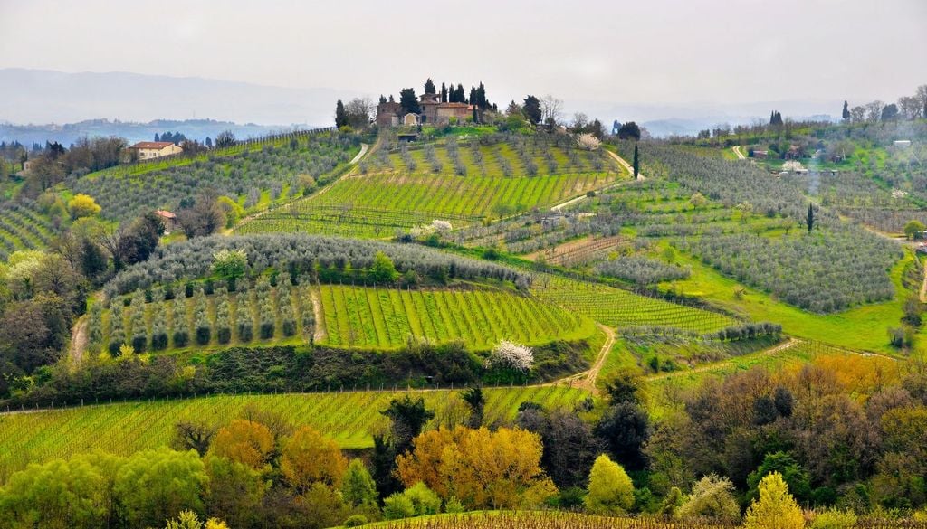 vino Toscana I filari di vite che da secoli vengono coltivate tra le colline della Toscana