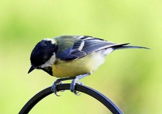 I segreti della cinciallegra, uno dei passeriformi più colorati molto diffuso nelle nostre città