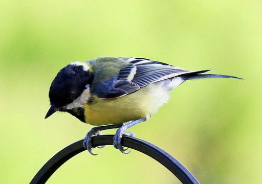 I segreti della cinciallegra, uno dei passeriformi più colorati molto diffuso nelle nostre città