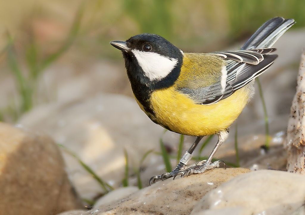 Esemplare maschio di cinciallegra. Esemplare maschio di cinciallegra.
