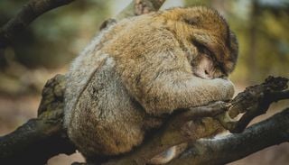 I segreti per dormire meglio: dalla natura e dai nostri antenati, i consigli per vincere l&rsquo;insonnia