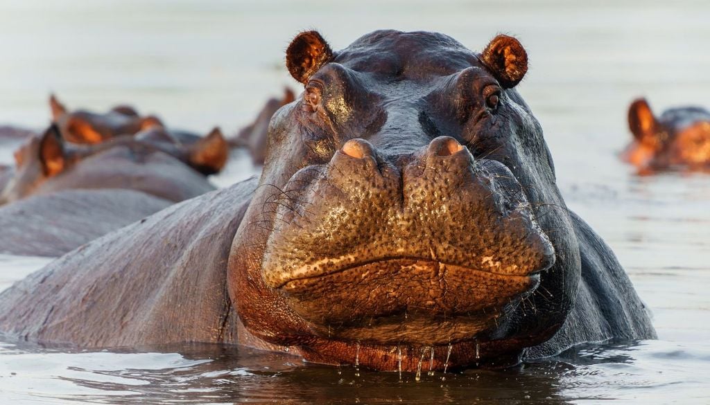 Un ippopotamo, uno dei tanti animali che riesce a percepire gli infrasuoni, come forse un tempo facevano anche gli esseri umani