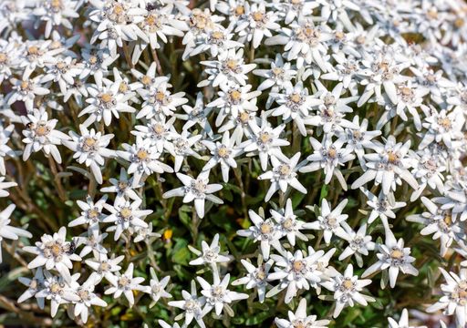 I superpoteri delle stelle alpine: producono “antigelo” naturale per sopravvivere a -15°C