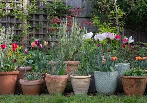 I vasi in terracotta fanno stare bene le tue piante: i metodi naturali per rigenerarli e farli tornare come nuovi