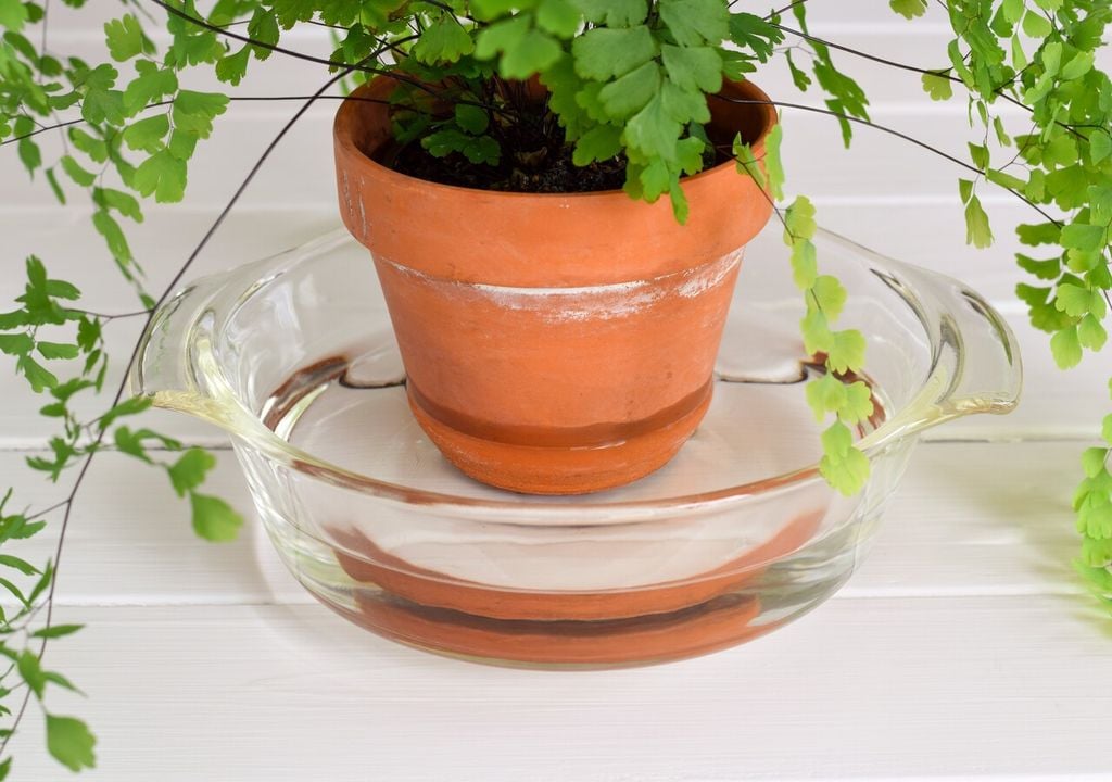 I vasi in terracotta consentono una regolazione ottimale dell'umidità del substrato: se immersi in acqua assorbono l'umidità, se esposti all'aria favoriscono gli scambi gassosi con l'esterno