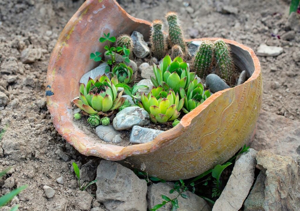 Non solo frammenti per il drenaggio dell'acqua: i vasi in terracotta rotti sono anche un ottimo habitat per piante grasse