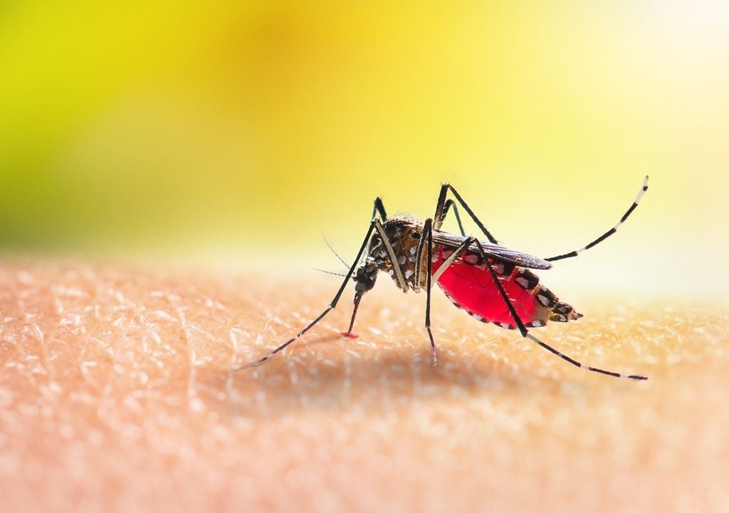 El dengue y la IA es una alianza emergente para predecir la enfermedad y salvar vidas. El dengue y la IA es una alianza emergente para predecir la enfermedad y salvar vidas.