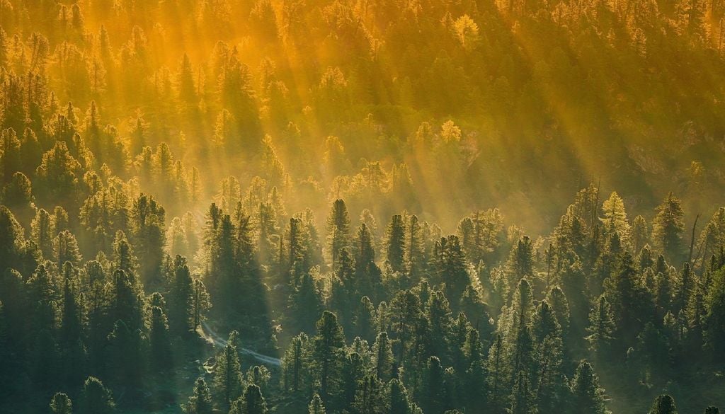 Pinhal denso banhado por raios de sol O nemátodo-da-madeira-do-pinheiro está entre as maiores ameaças ao pinhal europeu, podendo dizimar centenas de árvores em poucas semanas. Foto: Pixabay