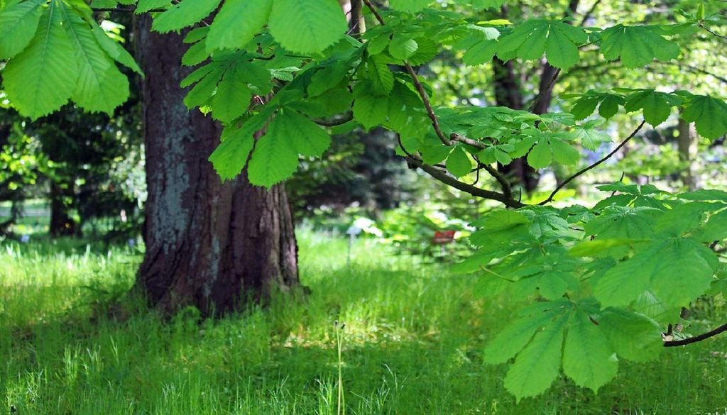 Castanheiro O cancro do castanheiro e a doença da tinta afetam os soutos de várias regiões do interior, comprometendo a produção de castanha e atividades como turismo de natureza, caça e recolha de cogumelos. Foto: Kerstin Riemer/Pixabay