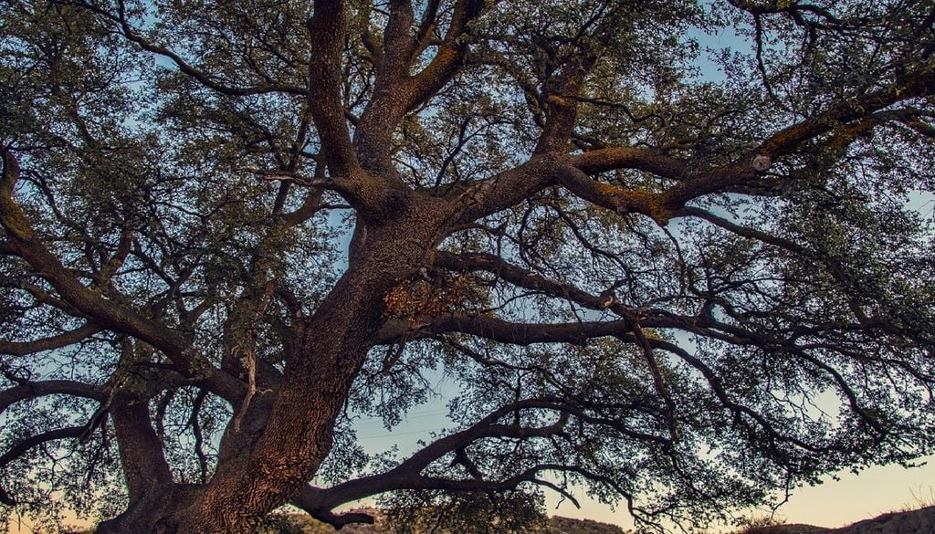 Sobreiro A bactéria Xylella fastidiosa está entre as principais causas do declínio dos montados de sobreiro e azinheira. Foto: Enrique/Pixabay