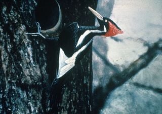 El icónico pájaro carpintero de pico de marfil puede no estar extinto
