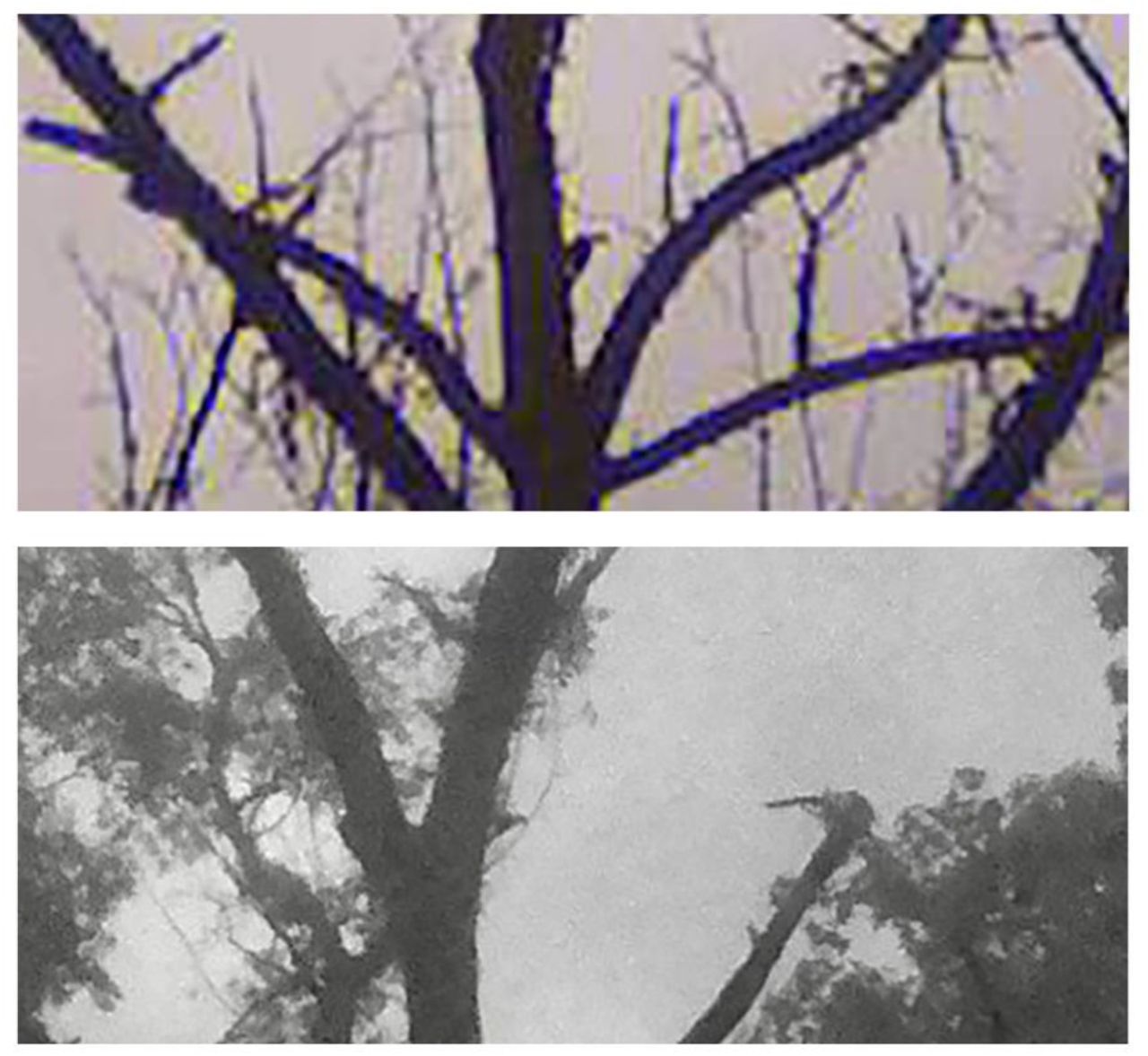 Forscher Elfenbeinspecht vielleicht doch noch nicht ausgestorben?