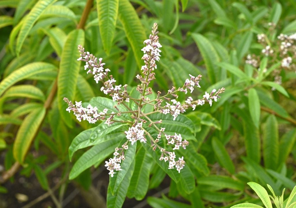 El cedrón aporta un aroma cítrico suave y un efecto calmante ideal para mates tranquilos.