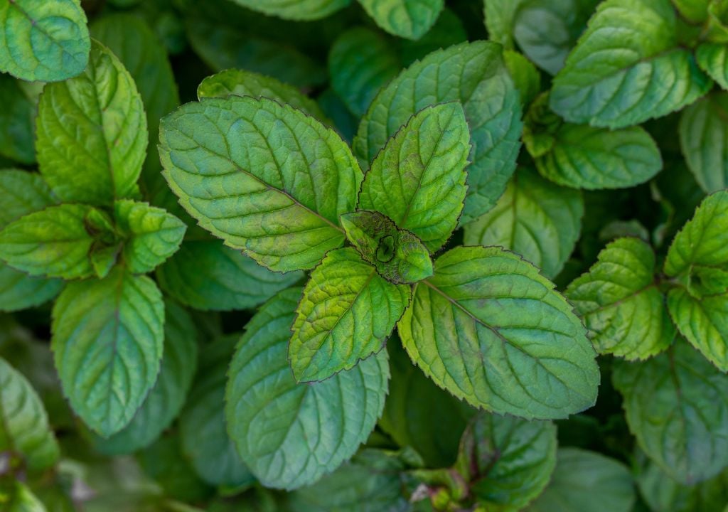 La menta suma frescura intensa y un alivio digestivo ligero en cada cebada.