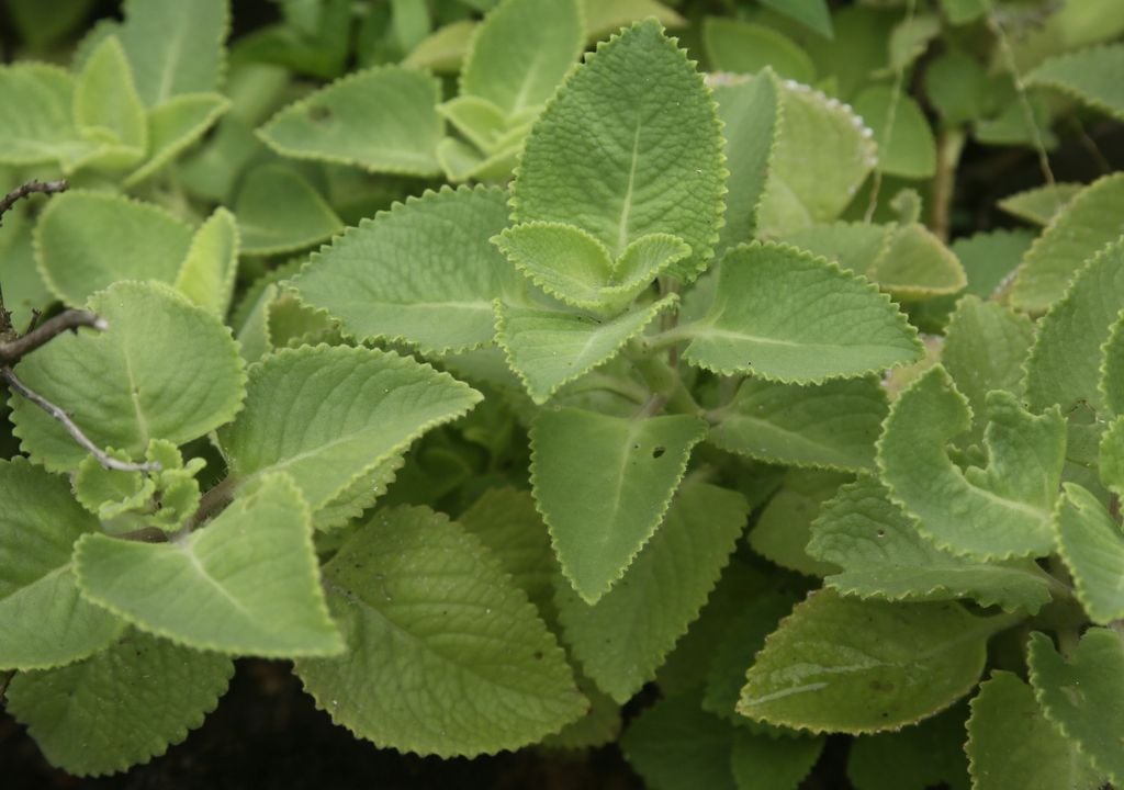 Tradicional aliado para digestiones pesadas, con un perfil más amargo.