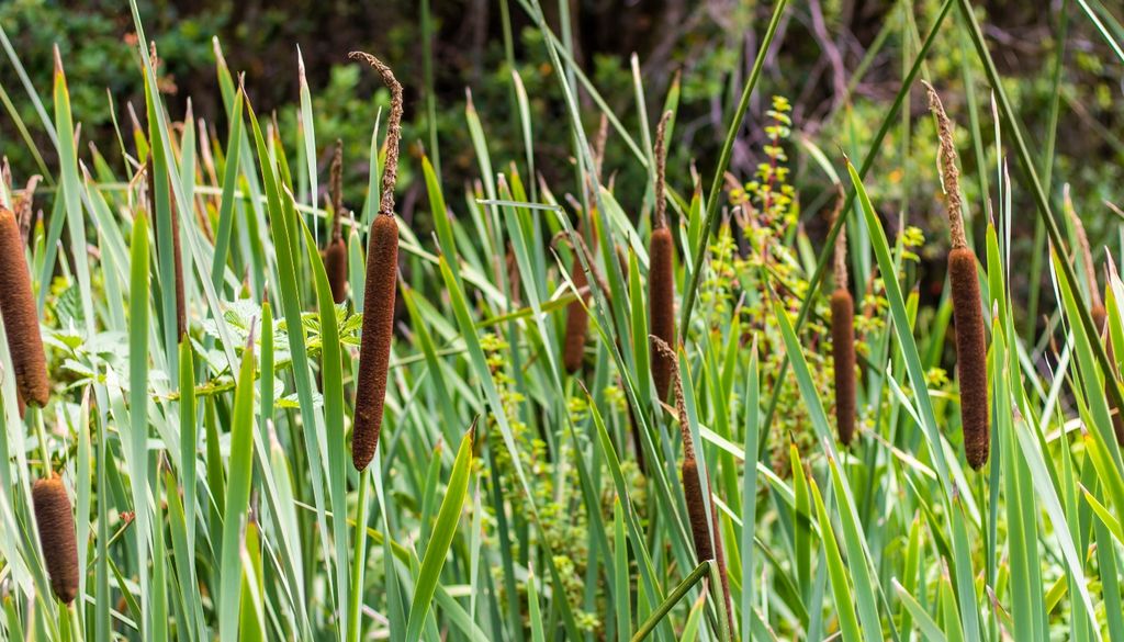 plantas Destaca por su resistencia en rincones difíciles y suelos con drenaje deficiente, donde aporta textura y estructura.