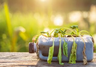Esto es lo que pasaría si transformaras botellas de plástico en pequeños invernaderos o comederos para pájaros