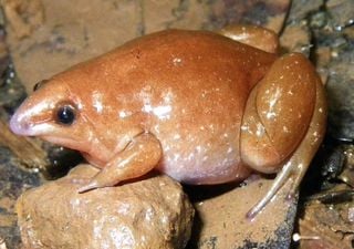 Identifican en el Amazonas especie de rana “zombie”