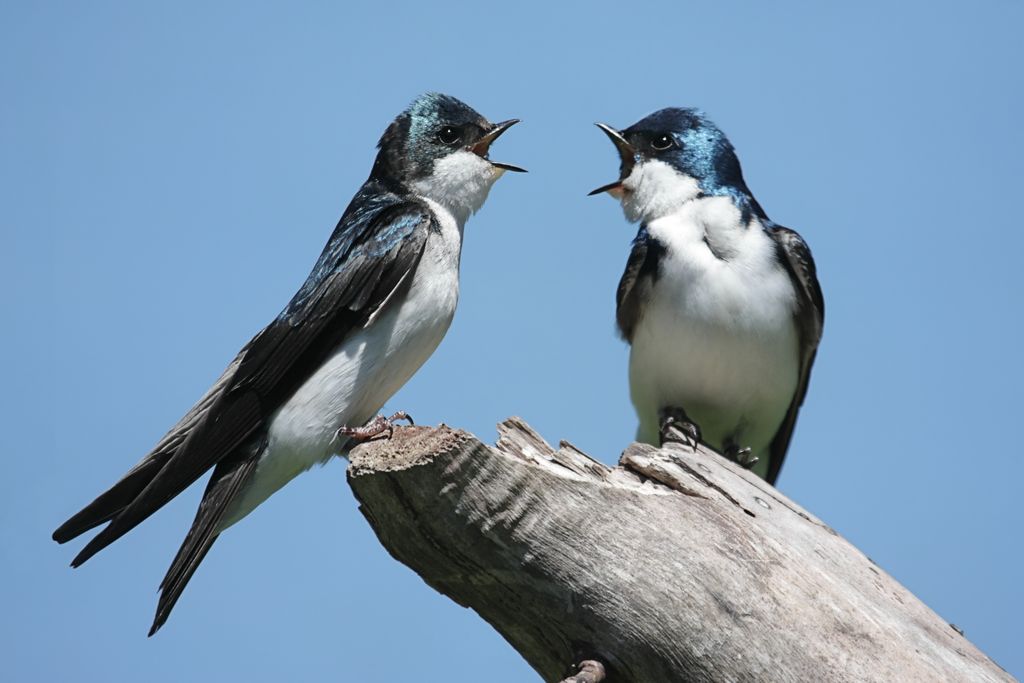 dos aves de la misma especia con el pico abierto mirándose frente a frente en la punta de una rama seca