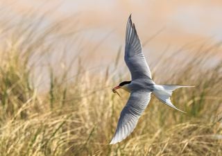 Ídolo: El pájaro que en su vida podría ir y volver dos veces a la Luna