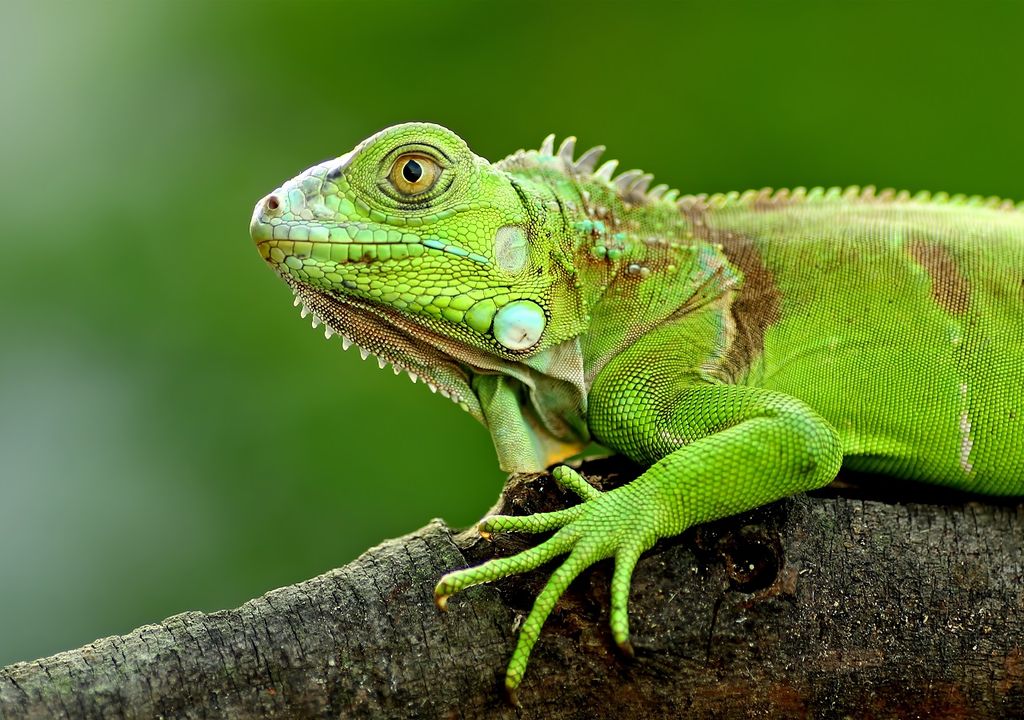 iguana verde sobre una rama de árbol