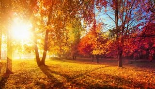 Il 1&deg; settembre inizia l'autunno meteorologico, ma per l'equinozio 2026 mancano ancora diversi giorni: ecco quando sar&agrave;