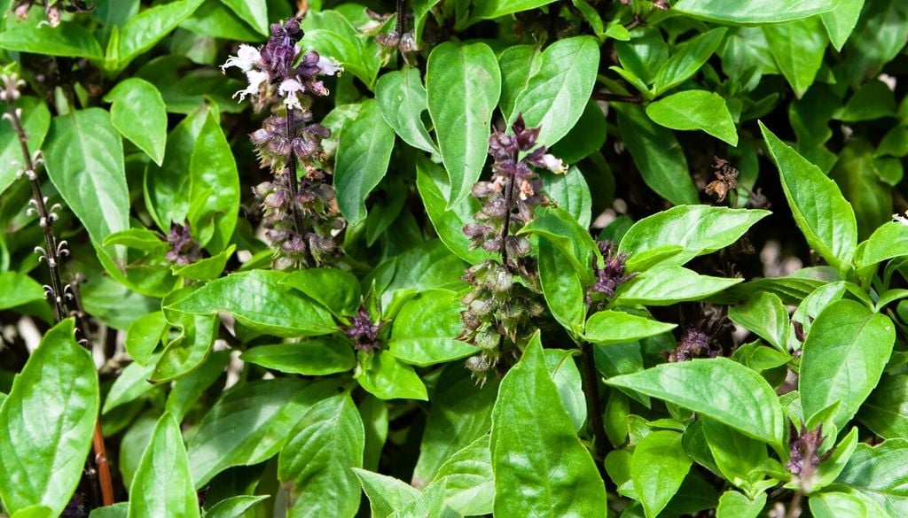 Ocimum basilicum “artico” unisce vigore vegetativo e maggiore resistenza alle basse temperature rispetto al basilico classico