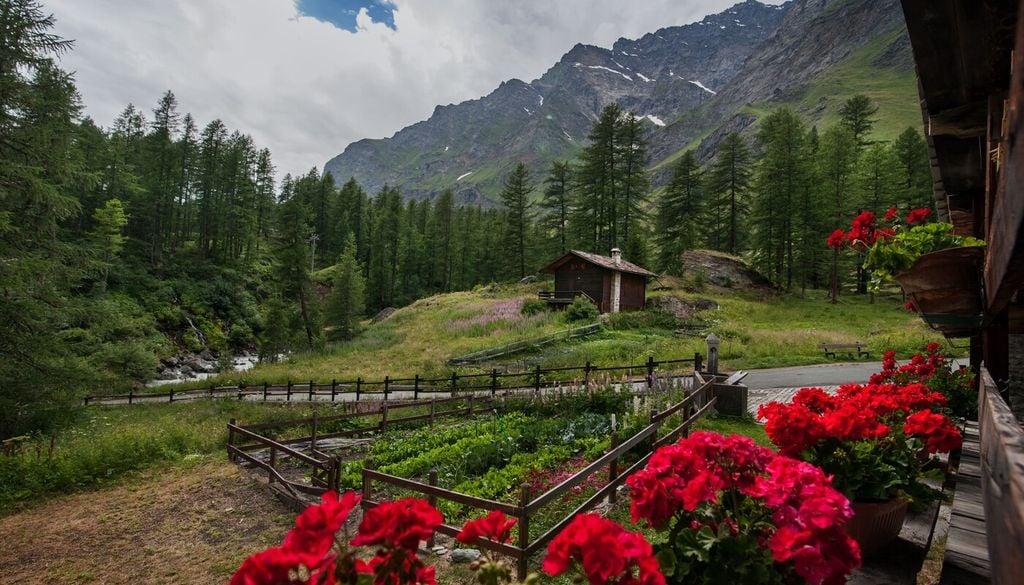 Se il basilico tradizionale è legato ai climi miti della costa ligure, il basilico artico amplia i possibili ambienti di coltivazione fino agli orti di montagna, grazie alla sua maggiore tolleranza alle basse temperature