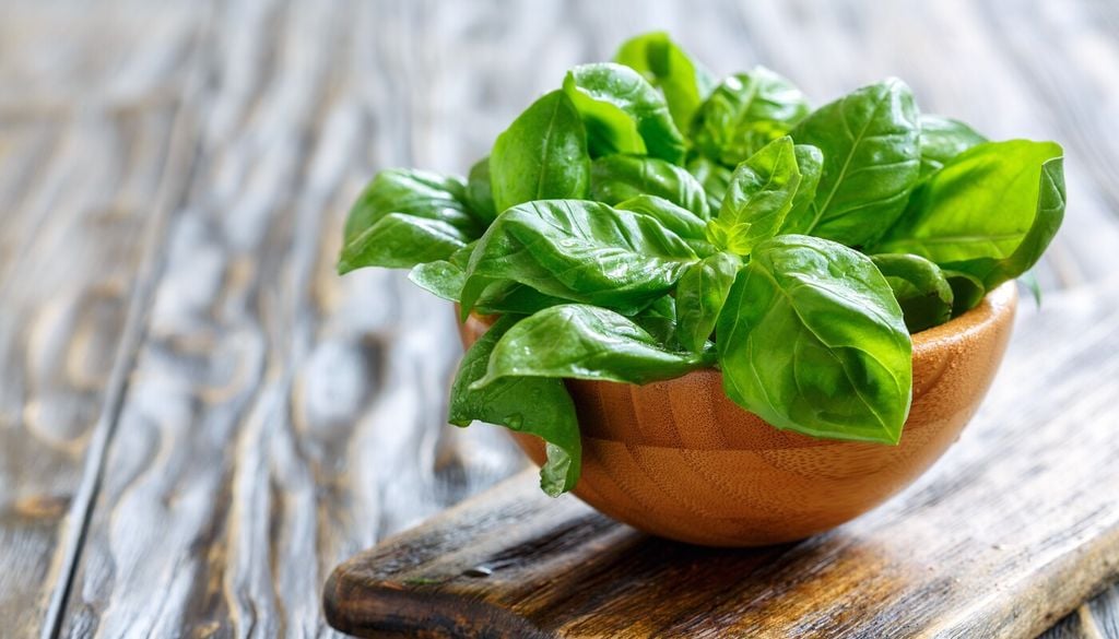 Analogamente al basilico classico, questa varietà è ideale per preparazioni a crudo e piatti estivi, grazie a un profilo aromatico più delicato e leggermente fresco