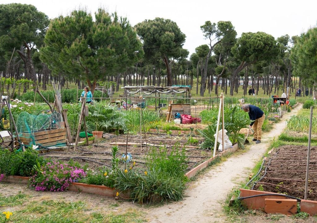 Italia - orto urbano Gli orti urbani nascono anche per facilitare la socialità e l'apprendimento