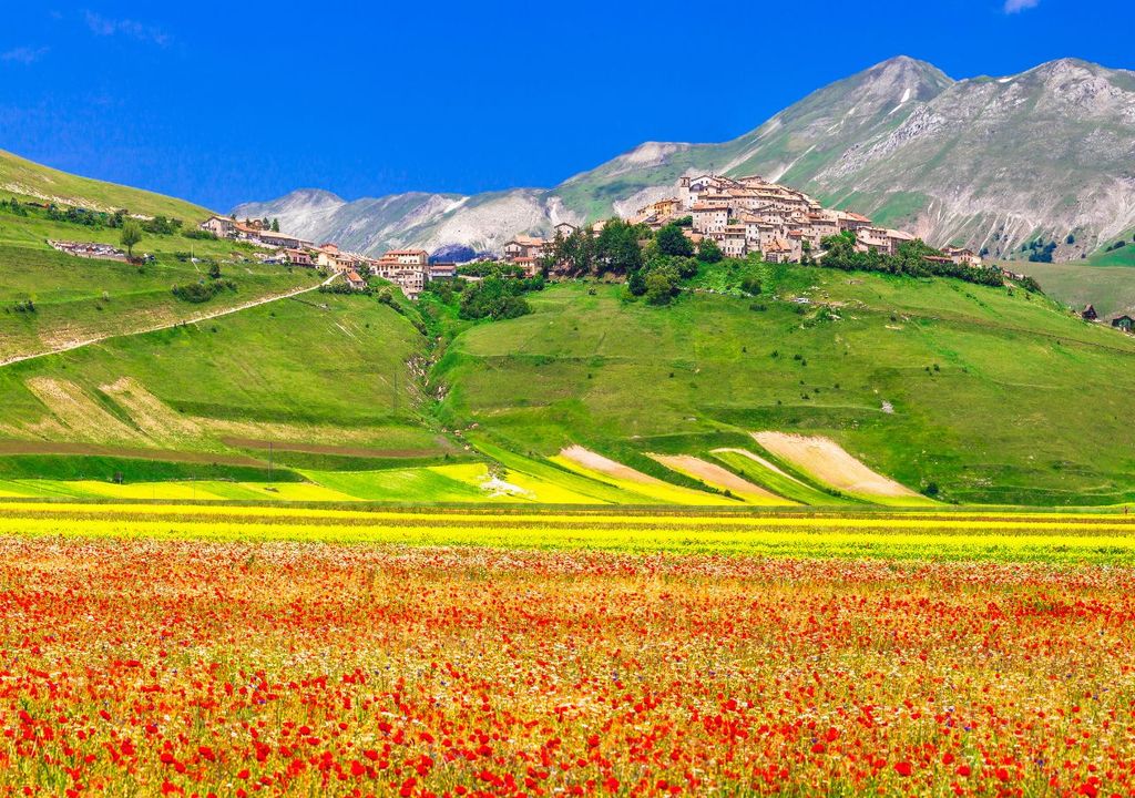 Fioritura delle Lenticchie Fioritura delle Lenticchie