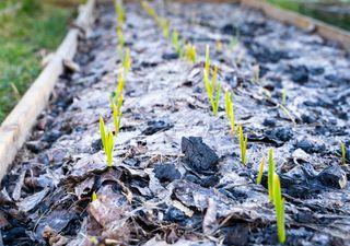 Il calendario delle semine di febbraio: quali ortaggi coltivare e quali lavori svolgere nell’ultimo mese dell’inverno