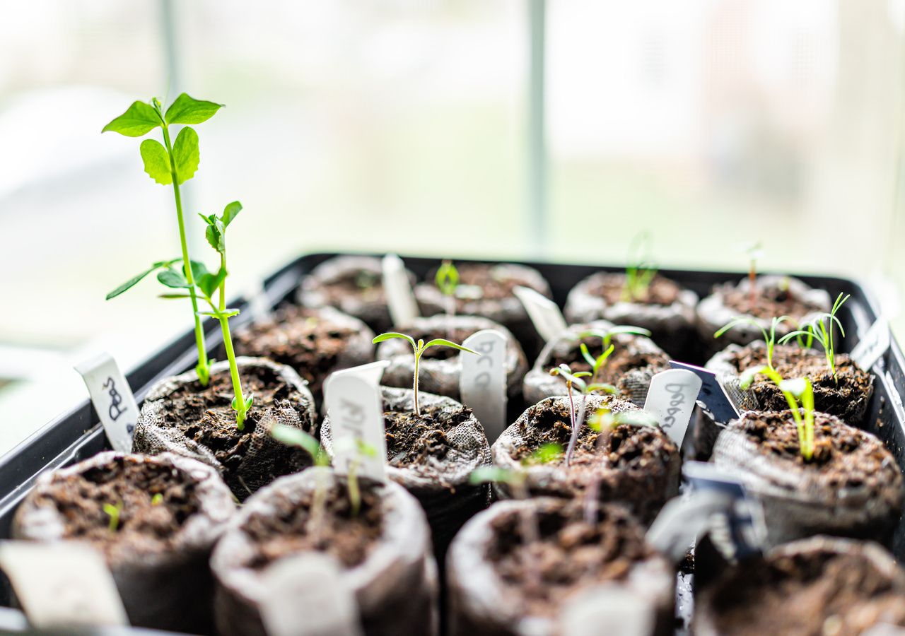 Il semenzaio, luogo ideale in cui far germinare i primi ortaggi dell'anno