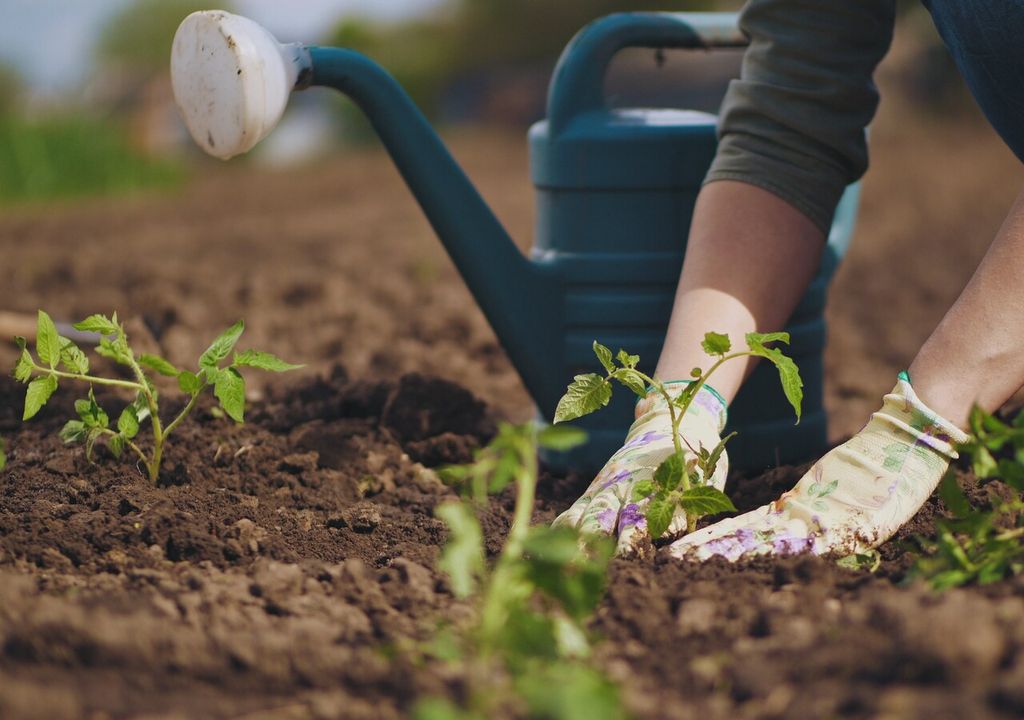 trapianto pomodori