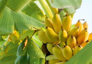 Effetto cambiamento climatico: la Sicilia ospiterà nel 2026 la prima piantagione di banane dell'Europa continentale