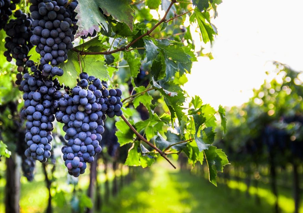 uvas en parreras