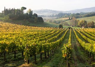 El cambio climático puede colocar en riesgo a la viticultura, Italia será uno de los países más penalizados