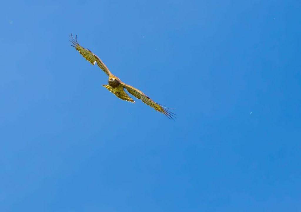 uccelli migratori