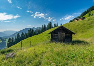 Le changement climatique déplace la végétation à des altitudes de plus en plus élevées dans les Alpes