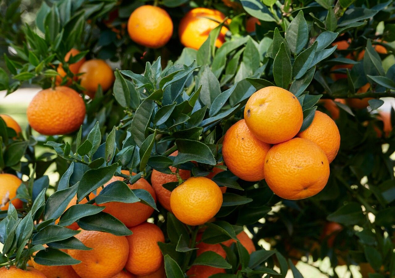 Un viaggio in Liguria alla scoperta del chinotto