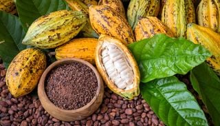 Il cibo degli d&egrave;i: 5 curiosit&agrave; che forse non tutti sanno sulla pianta del cacao