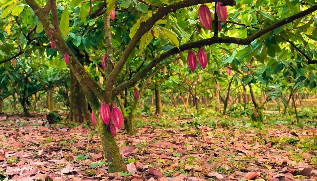 È un piccolo albero tropicale sempreverde originario delle Americhe