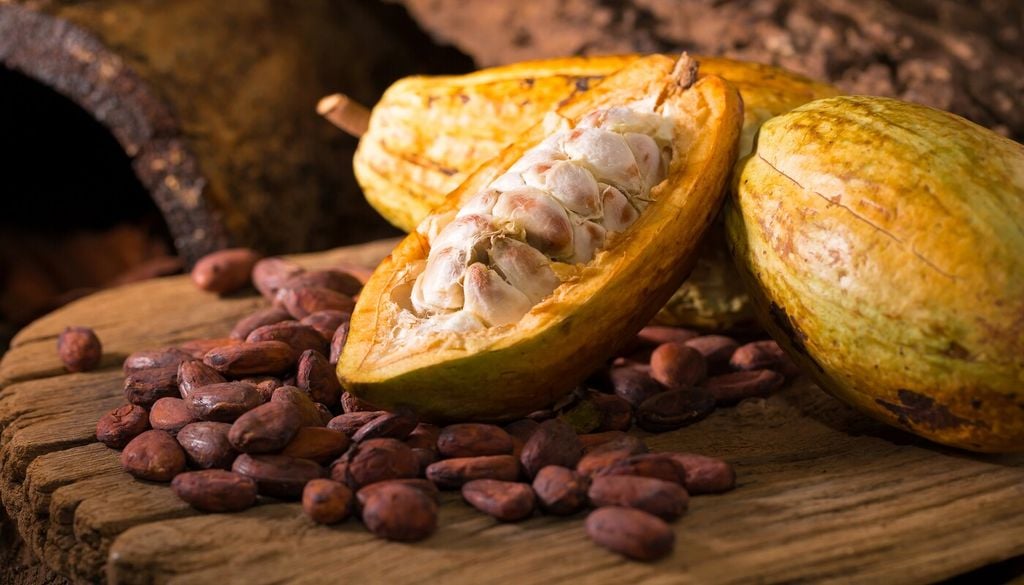 I semi da cui si ricavano cacao e cioccolato si trovano dentro grandi frutti chiamati cabosse