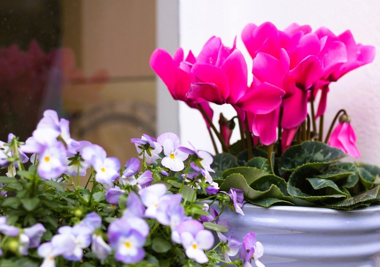 La cura del ciclamino, dall'inverno alla primavera inoltrata, è fondamentale per garantire una lunga fioritura di questa pianta
