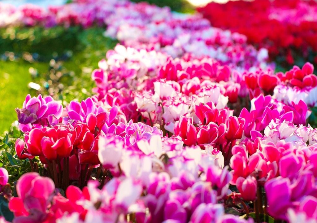 I colori dei ciclamini: bianco, rosa tenue, fucsia, rosso intenso, lilla, salmone e tante altre sfumature