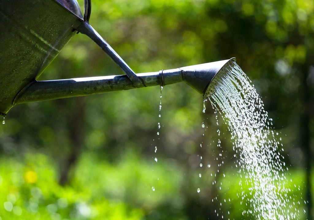 L'errore più comune: annaffiare il ciclamino dall'alto, bagnando foglie, fiori e tubero