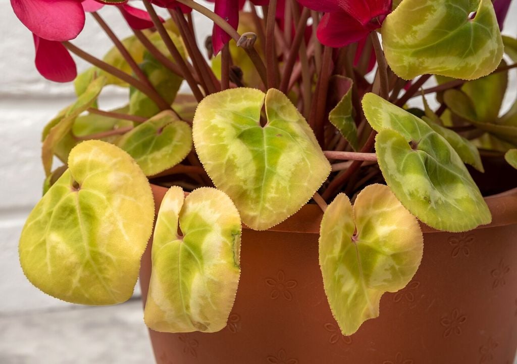 I marciumi causati dalla botrite, un fungo, sono il principale nemico invernale del ciclamino e della sua fioritura