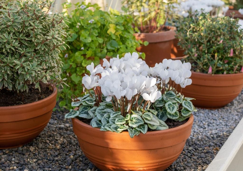 D'inverno il ciclamino beneficia dei tenui raggi di sole tipici della stagione